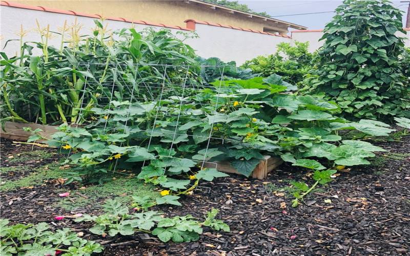 Vegetable garden!