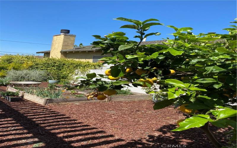 Vegetable and fruit garden.