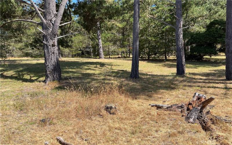 Looking at Fiscalini Ranch open space beyond the back fence.