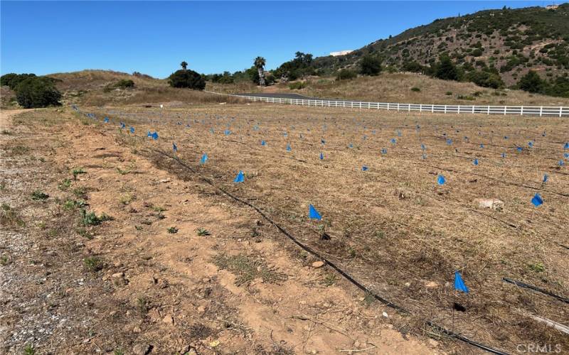 Future planting area already layed out  for  a future vineyard.