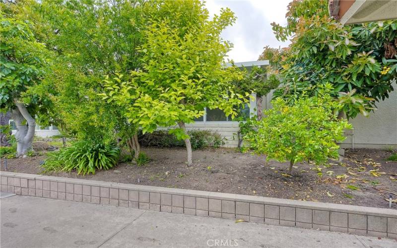 Home is surrounded by mature fruit trees and foliage offering privacy