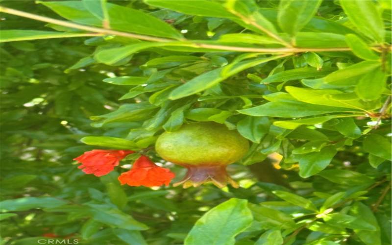 Several Pomegranate on the property