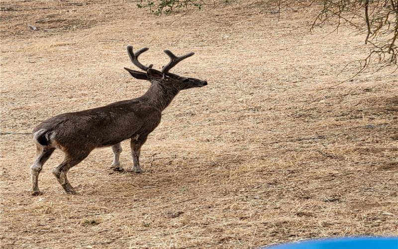 Wildlife abounds in the neighborhood