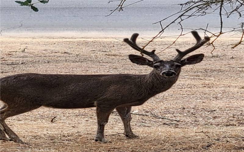 visitor on the property by the entry way