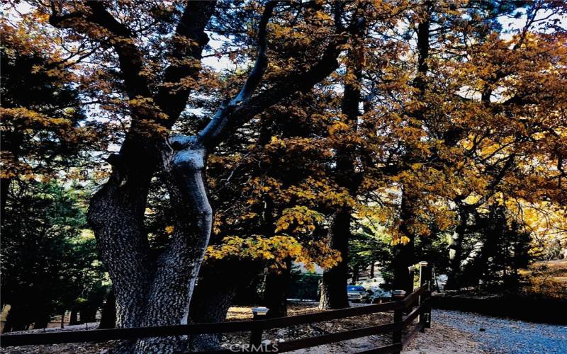 The driveway in the fall.