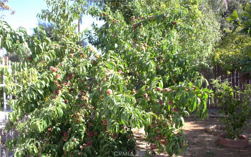 Peach tree