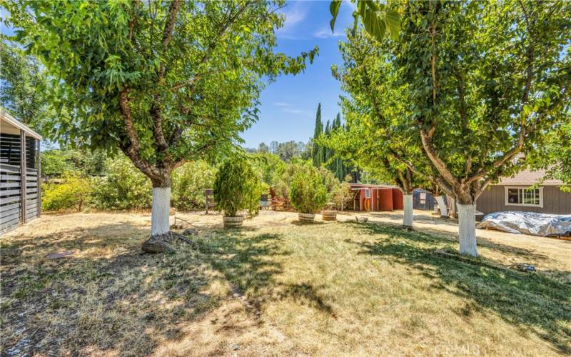 Back yard area with outbuildings