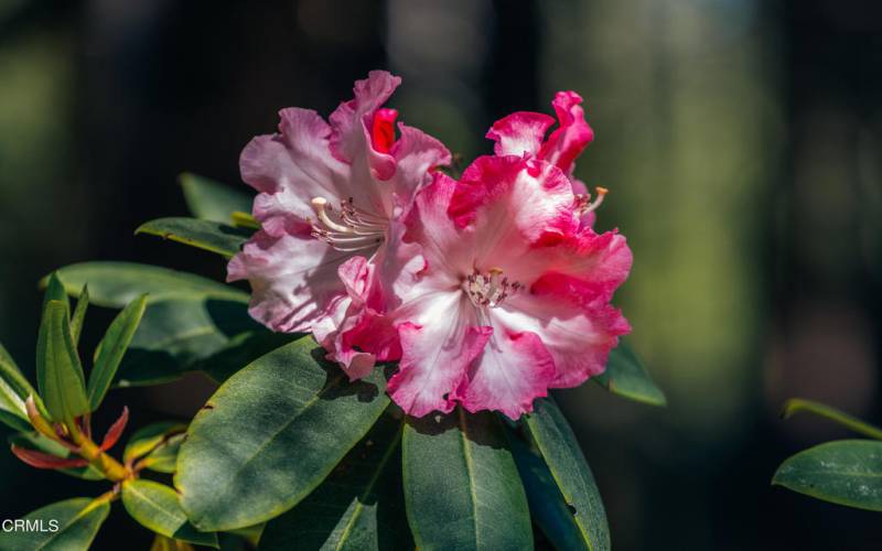 Native Rhododendrons