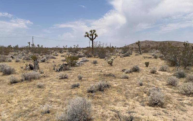 Photo with minimal Joshua Trees