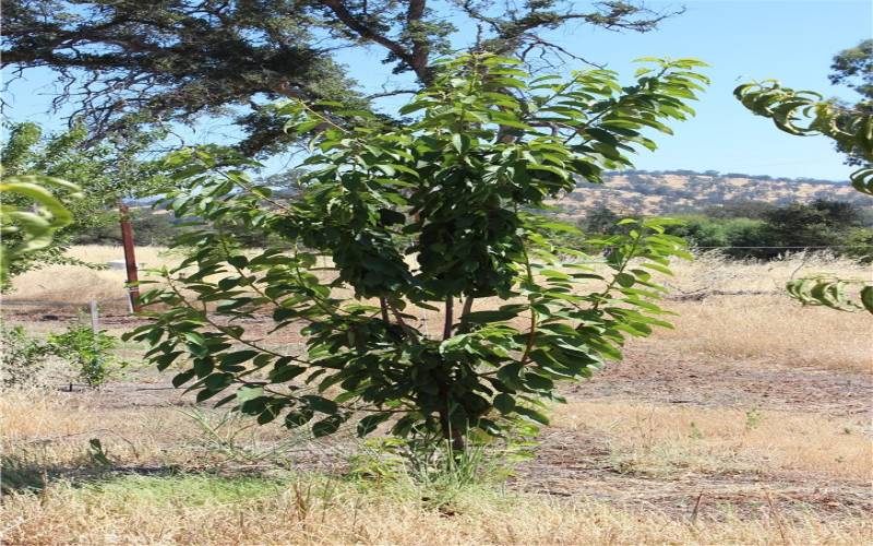 Fruit Trees