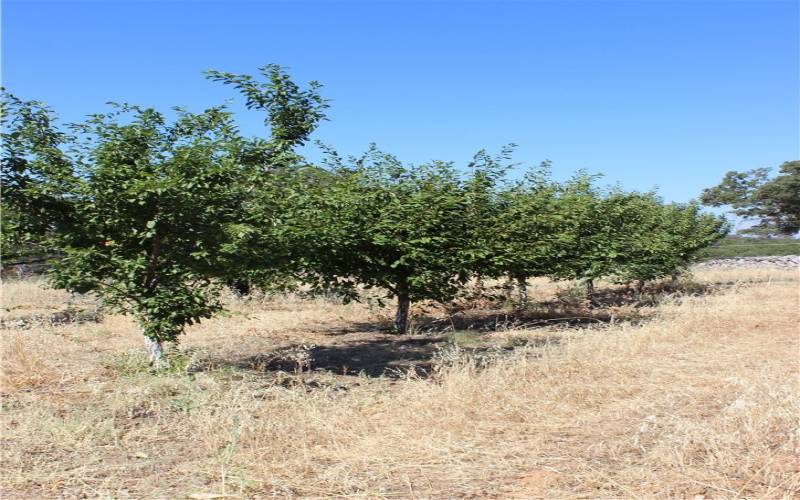 Fruit Trees