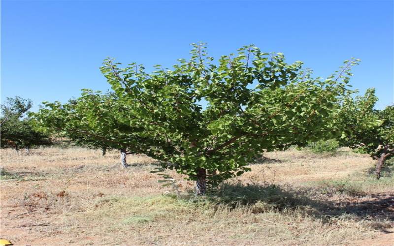 Fruit Trees