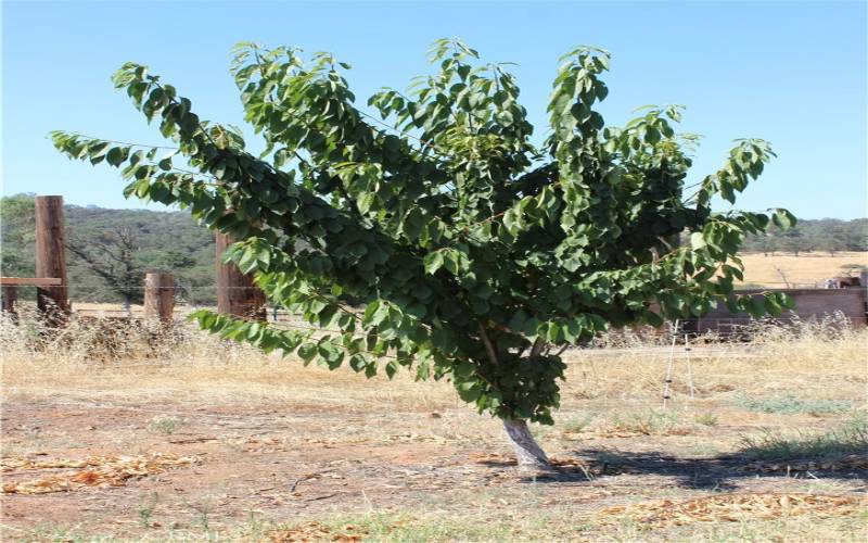 Fruit Trees