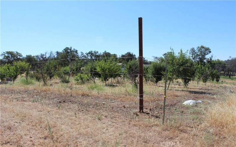 Fruit trees