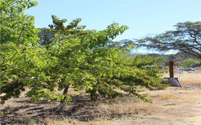 Fruit Trees