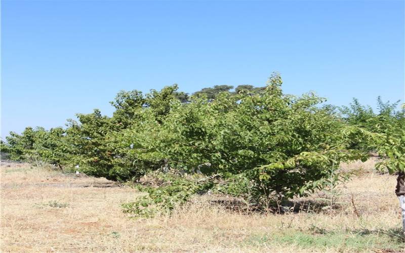 Fruit Trees