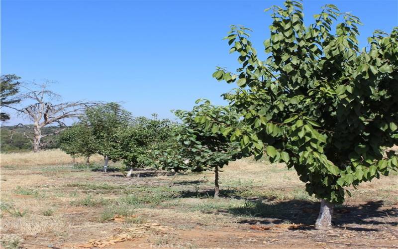 Fruit Trees