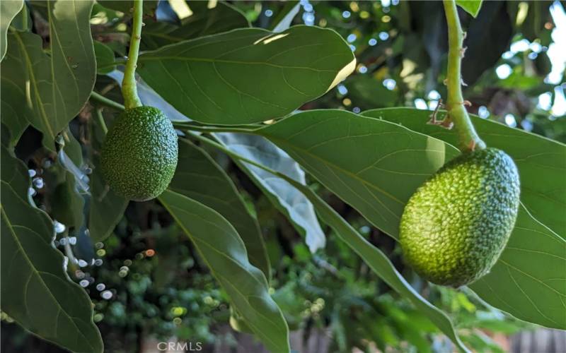 Mature Avocado tree