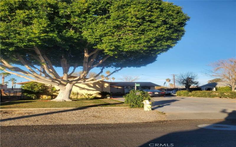 Beautiful tree out front