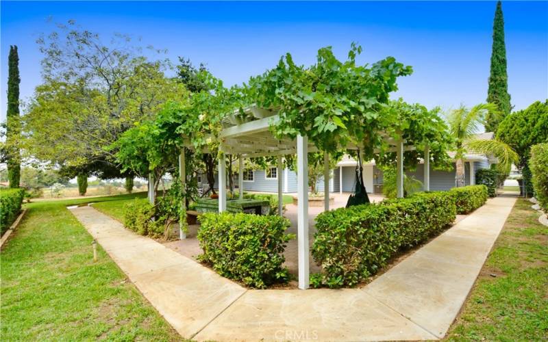 Beautiful Grape Arbor