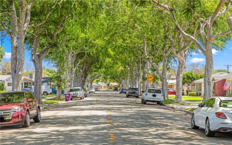 Beautiful Tree Lined Street.