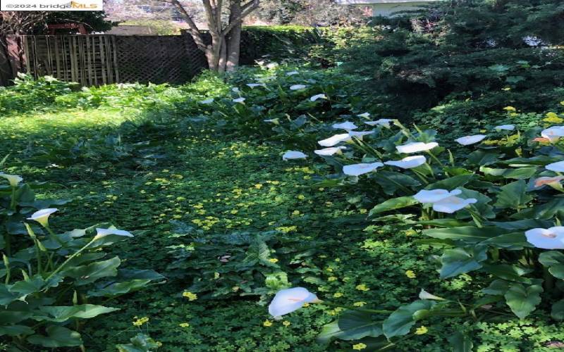 The Waterbed under driveway is picturesque with callalillies in Spring