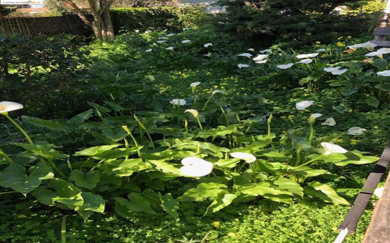 The Waterbed under driveway is picturesque with callalillies in Spring