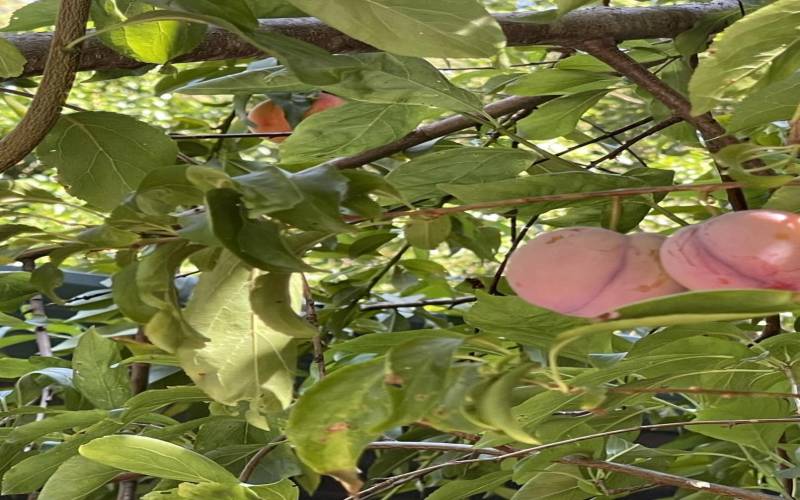 Plums in front and a peach in the rear on the same tree!