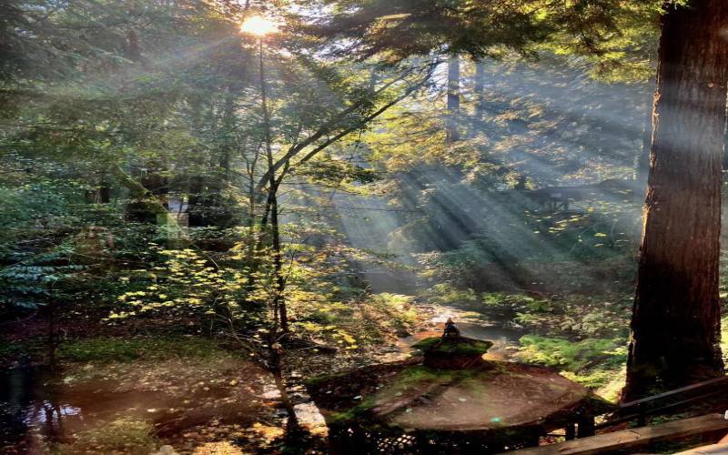 The morning sun stream in through the trees over the river! This is the view from the dining area.