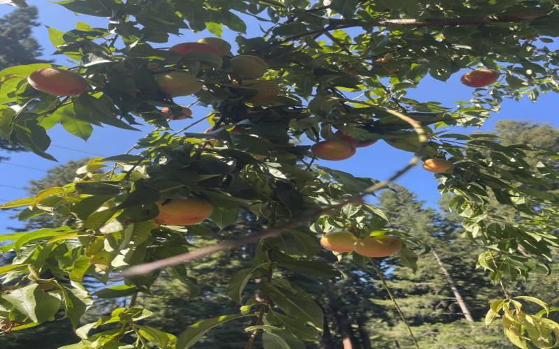 Laden with fruit!