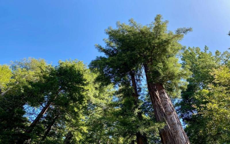 majestic redwoods insulate the 2 acres