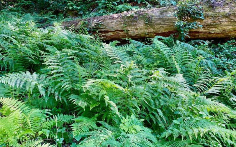 beautiful ferns