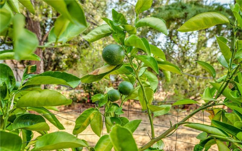 You'll find a grapefruit and fig tree, as well as grapes and rosemary on property.