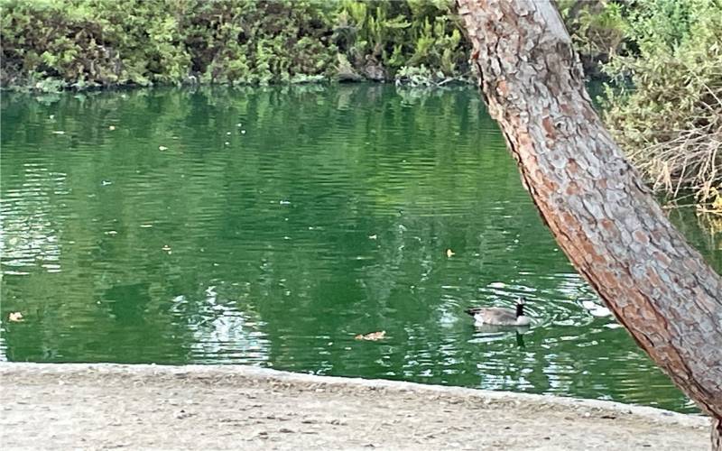 Lake at nearby Rancho Simi Park