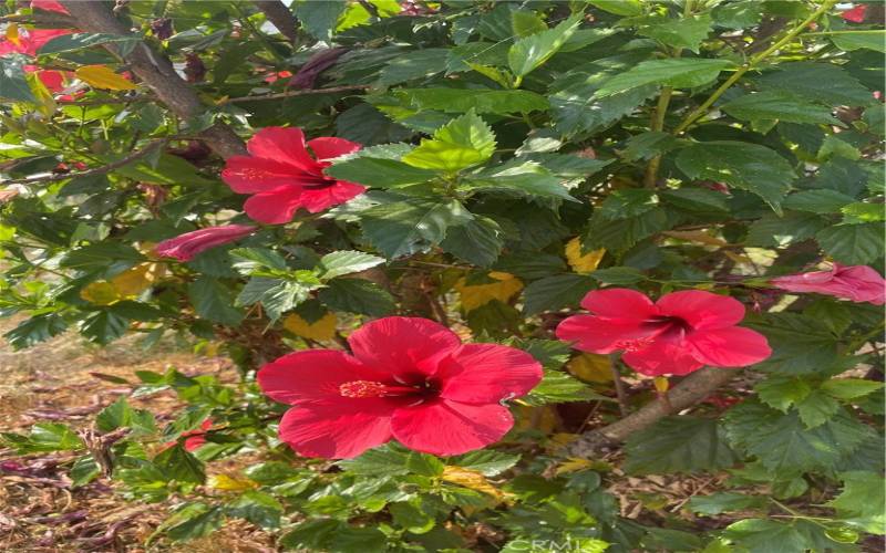 Flowers in the front yard.