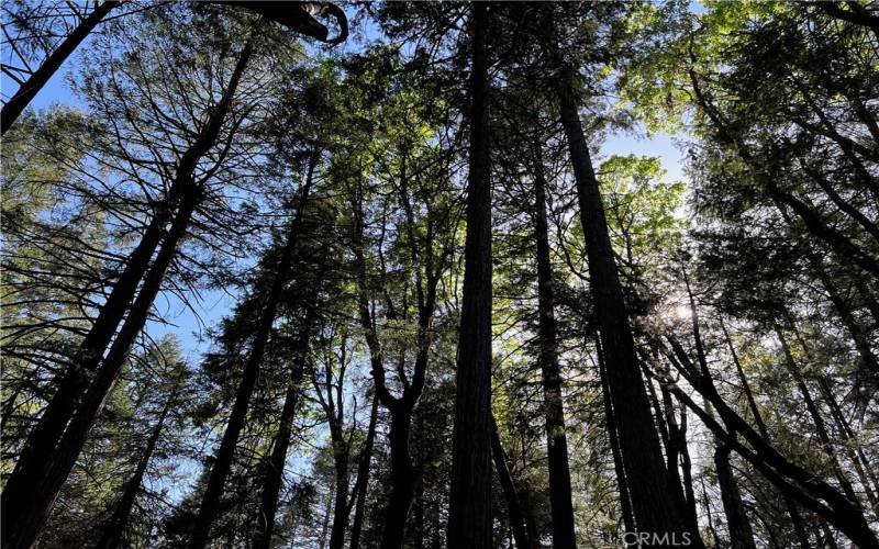 Beautiful mature trees throughout the property.