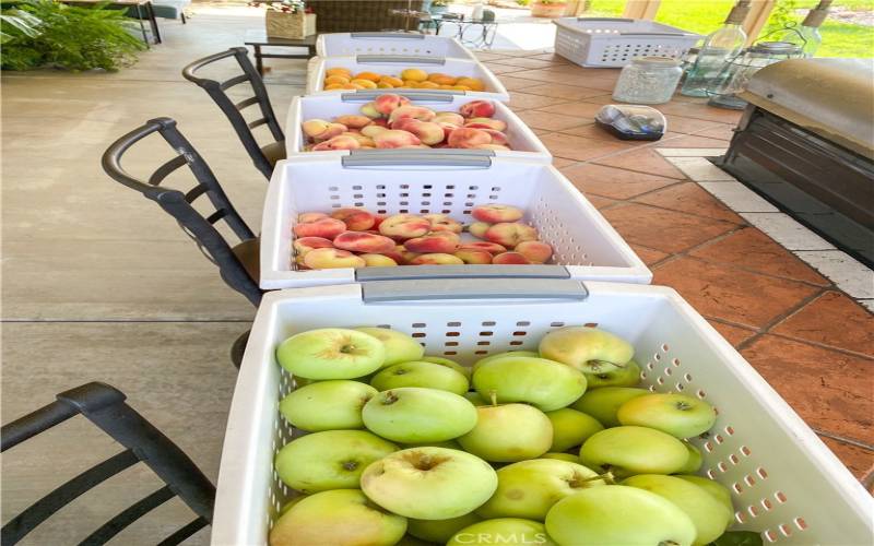 Fruit from backyard trees.