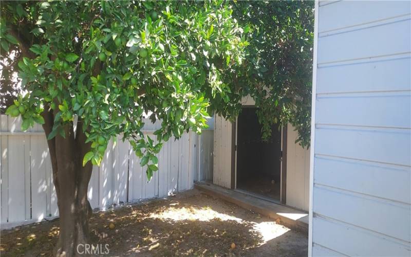 Orange Tree and Shed