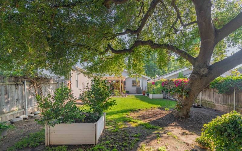 Beautiful California Oak Tree