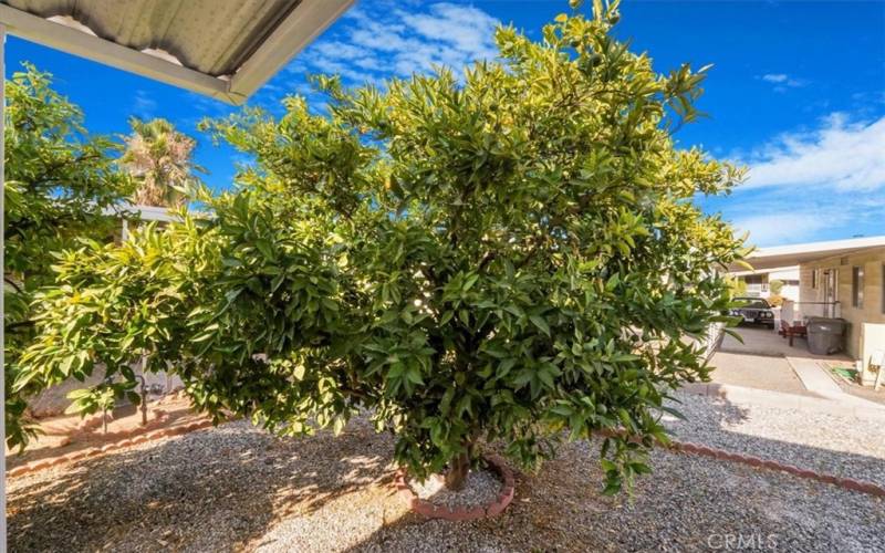 Orange tree in backyard