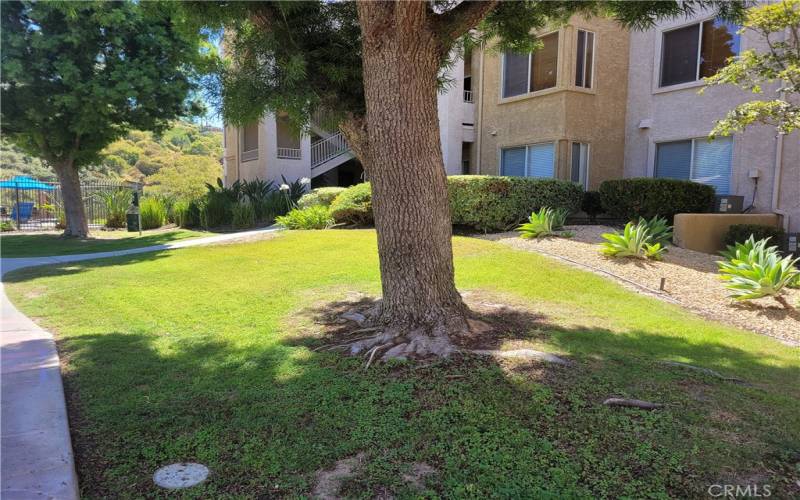 One of many trees that offer great shade in the community