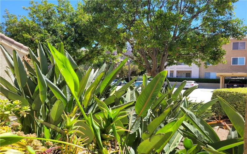 Green area in front of the condo