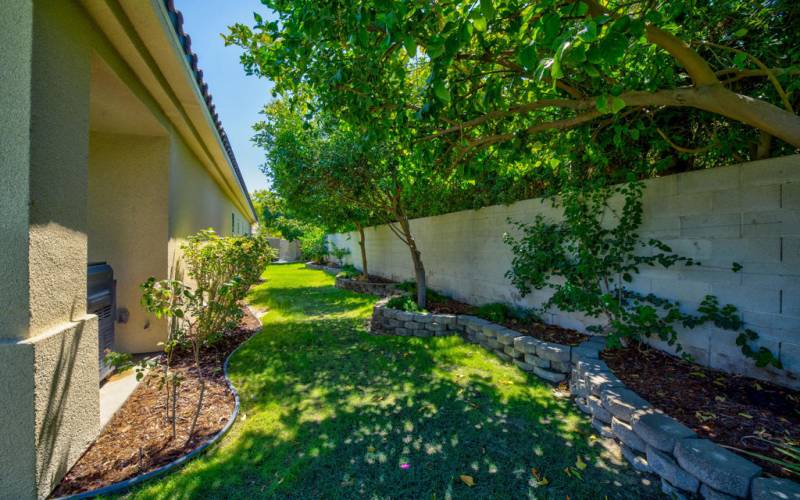 Lush Side Yard