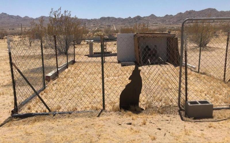 joshua tree animal area