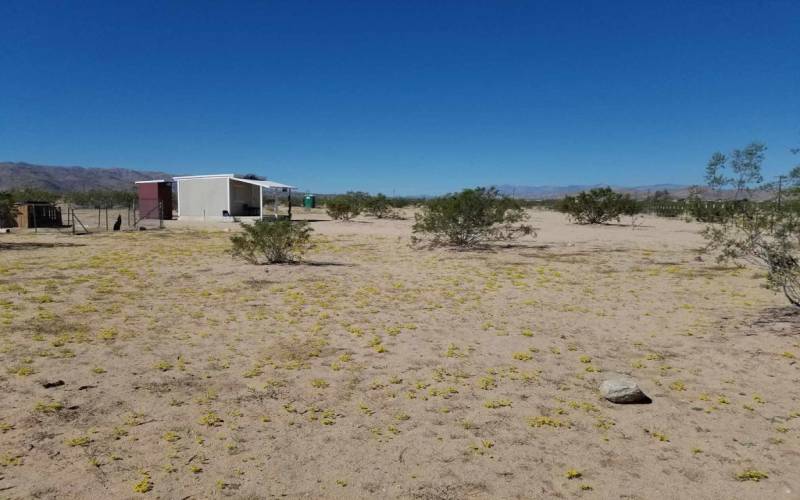 joshua tree desert land