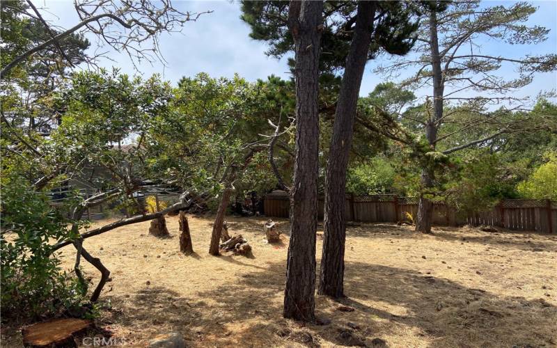 Sunny space and some native pines and toyon trees.