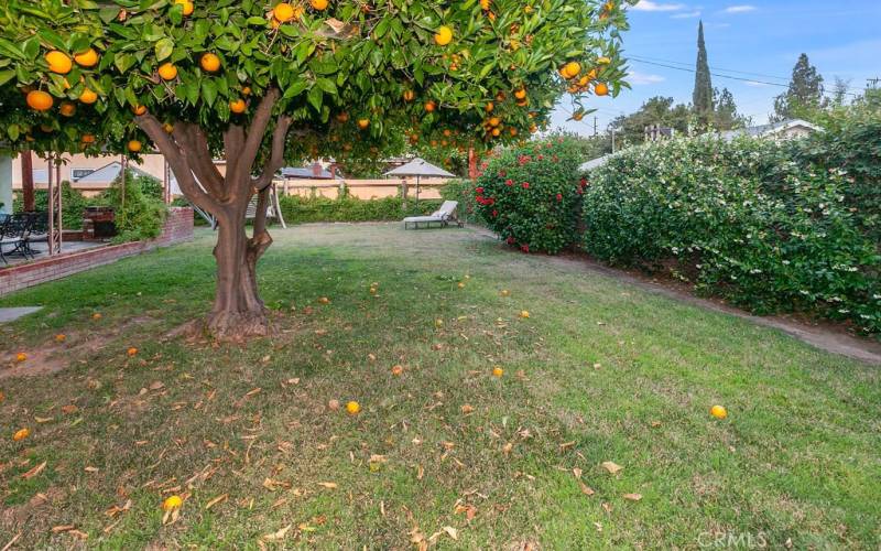 The private backyard will be a favorite entertainment destination with its large covered patio, sprawling green lawn, mature shade/citrus tree and generous side yard that is perfect for a garden or dog run.