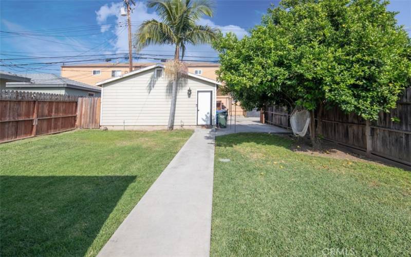 Large Backyard with well developed lime tree