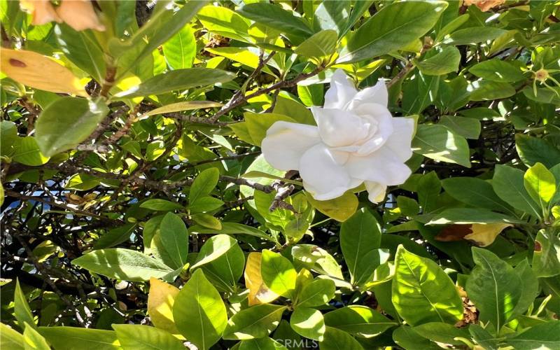 Scented gardenias by your door