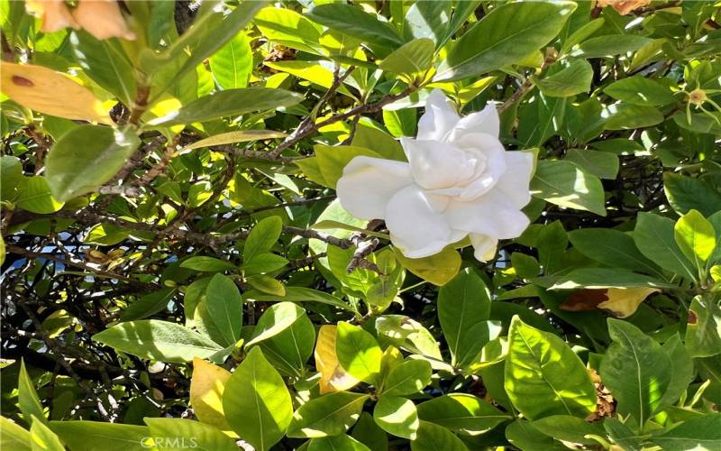 Scented gardenias by your door